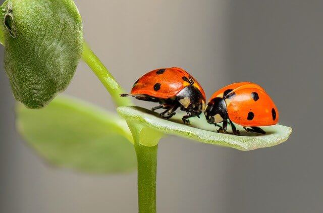 Brigids Garden-gad65f15d2_Ravenlove auf Pixabay ladybugs g4b52afd91 Ron van den Berg auf