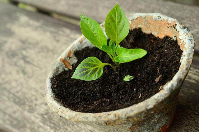 little-plants-786689_ congerdesign auf Pixabay little plants 786689 congerdesign auf