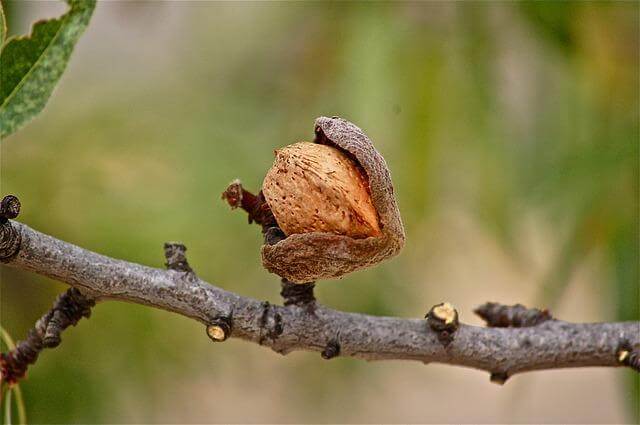 almond fruits-183409_Fernando Espí auf pixabay almond fruits 183409 Fernando Espi auf