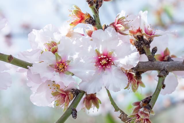 the-flowers-of-almonds-4905613_immorino auf pixabay Die Befreiung der Seele - Manifestationen gegen Seelenverträge und Blockaden MP3 Die Reinigung der Seele
