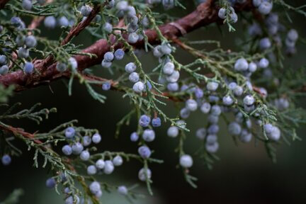 juniper gb03b99781 wal 172619 Pixabay