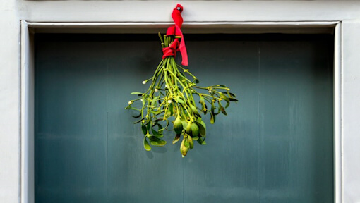 Mistletoe_paul-zoetemeijer-7VBOQoEDM-unsplash Mistletoe paul zoetemeijer 7VBOQoEDM unsplash