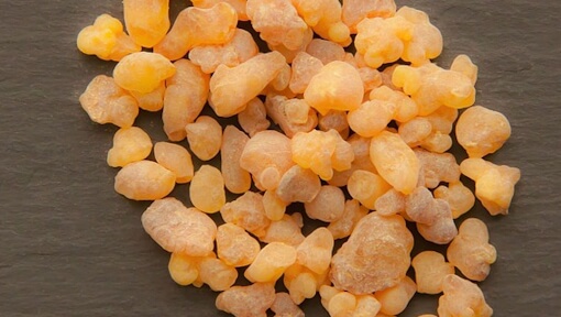 boswellia-sacra-1590063_xbqs42_Pixabay boswellia sacra 1590063 xbqs42 Pixabay 1
