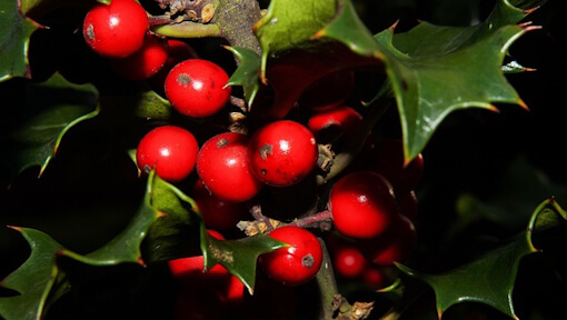 ilex-233654_Karsten Paulick_Pixabay ilex 233654 Karsten