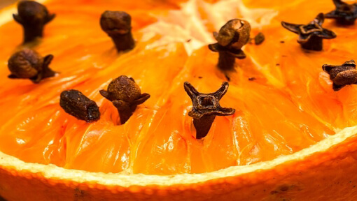 peppered-orange-1272050_Silke_Pixabay peppered orange
