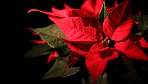 weihnachtsstern-1673561_Polina Spies_Pixabay weihnachtsstern 1673561 Polina