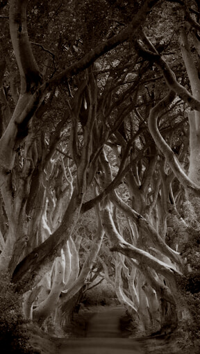 william-warby-NR4psu-ytfU-unsplash The witches' road aus Marvels Agatha All Along erklärt von Medium Cornelia Helga Schulze