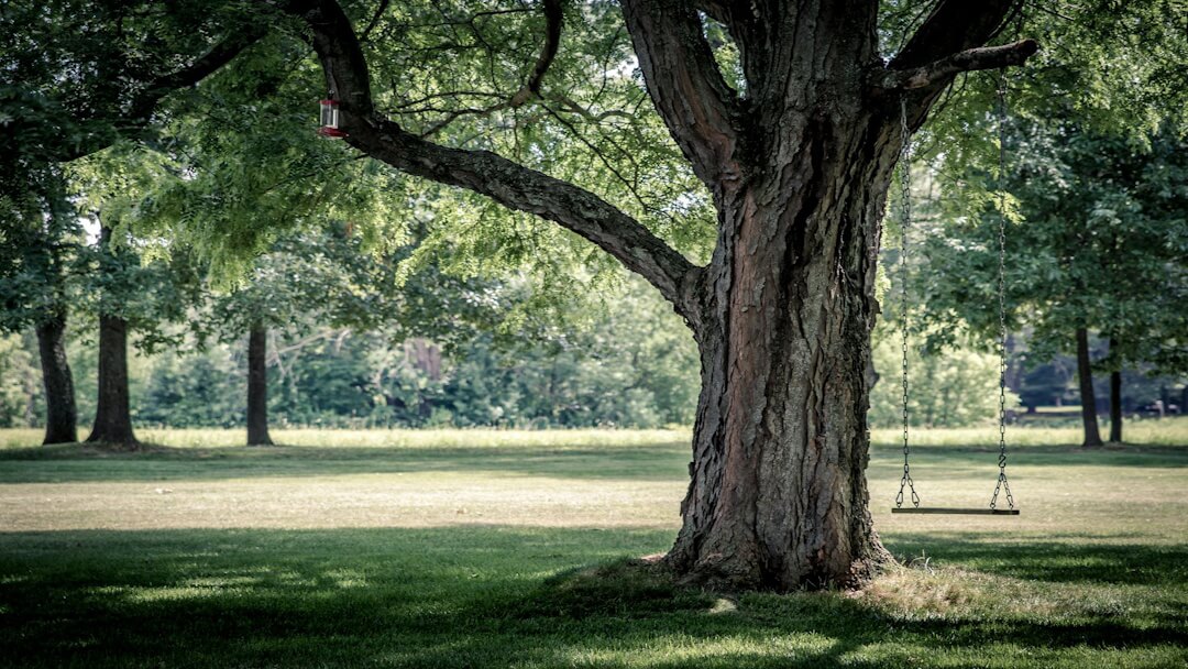TREE_ryan-hafey-PdJjT-zYg_E-unsplash Visualisiere dich als Baum: Dein Körper ist der stabile Stamm, deine Arme und dein Geist die Äste, die sich nach oben öffnen. Diese einfache Übung hilft, sich zu erden und zur inneren Mitte zu finden und gleichzeitig innere Offenheit zu fördern, sagt Cornelia Helga Schulze, Medium und Coach